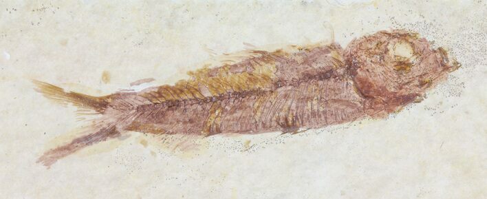 Knightia Fossil Fish - Wyoming #60833